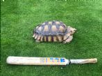 Rehomed...Sulcata : Female approx 7 years old (Joey)